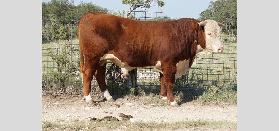 Case Ranch Bull for Sale