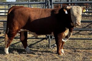 Case Ranch Sale Bull 1425