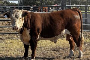 Case Ranch Sale Bull 1442