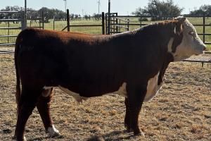 Case Ranch Sale Bull 1443