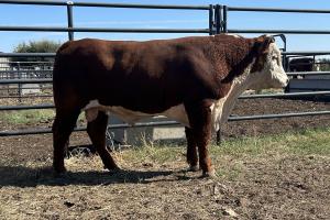 Case Ranch Sale Bull 1293