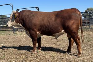 Case ranch sale bull 1294