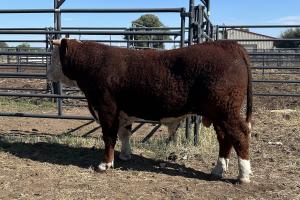 Case Ranch Sale Bull 1305