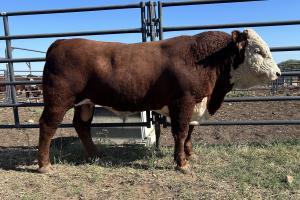 Case Ranch Sale Bull 1308