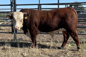 Case Ranch Sale Bull 1311