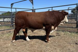 Case Ranch Sale Bull 1331