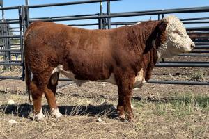 Case Ranch Sale Bull 1337
