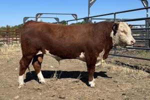 Case Ranch Sale Bull 1339
