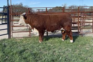 Case Ranch Sale Bull 1393