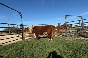 Case Ranch Sale Bull 1396