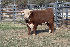 Case Ranch Sale Bull 1409