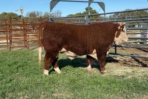 Case Ranch Sale Bull 1423