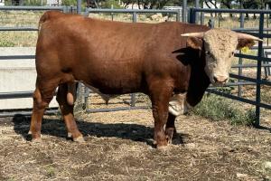 Case Ranch Sale Bull 1587