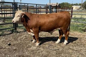 Case Ranch Sale Bull 1591