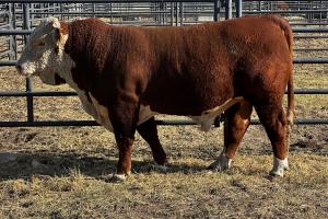 Case Ranch Sale Bull 1422