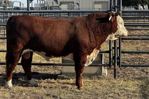 Case Ranch Sale Bull 1379