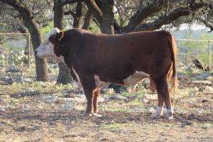 Case Ranch Hereford Sale Bull 0661