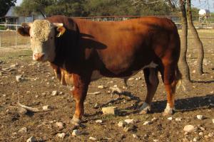 Case Ranch Sale Bull 662