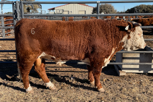 Case Ranch Sale Bull 1146