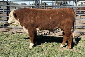 Case Ranch Sale Bull 1319