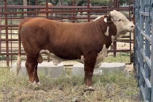 Case Ranch Sale Bull 1562