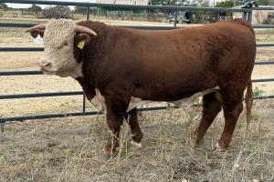 Case Ranch Sale Bull 1602