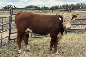 Case Ranch Sale Bull 1571