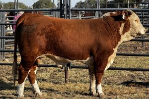 Case Ranch Sale Bull 1421