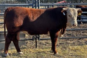 Case Ranch Sale Bull 1391