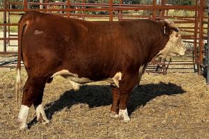 Case Ranch Sale Bull 1404