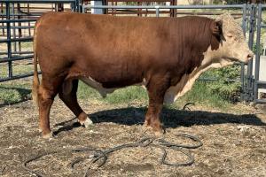 Case Ranch Sale Bull 1542