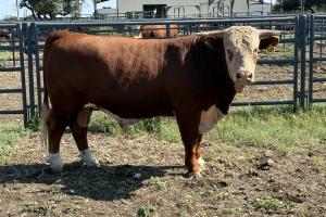 Case Ranch Sale Bull 1549 Loyd