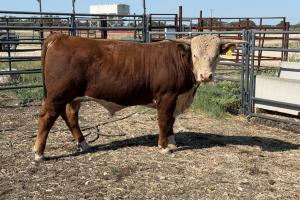 Case Ranch Sale Bull 555