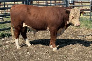 Case Ranch Sale Bull 574 Loyd