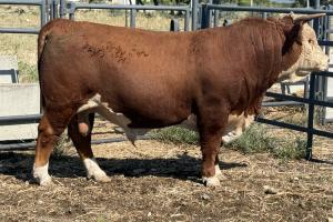 Case Ranch Sale Bull 1579