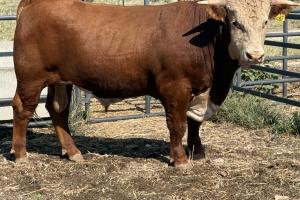 Case Ranch Sale Bull 1587