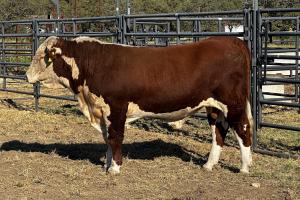 Case Ranch Sale Bull 1406