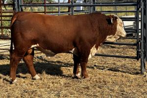 Case Ranch Sale Bull 1407