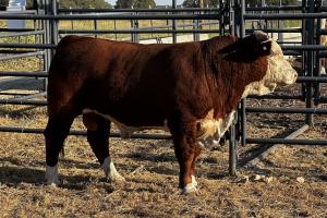 Case Ranch Sale Bull 1410