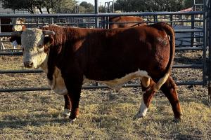 Case Ranch Sale Bull 1402