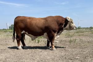 Case Ranch Herd Sire:  B&C STOCK OPTION 8110F