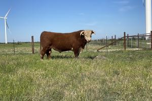 Case Ranch Hereford Sire 7013