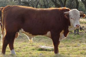 Case Ranch Sale Bull 749