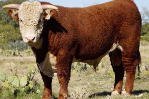 Case Ranch Sale Bull 671