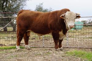 Case Sale Hereford Bull 678