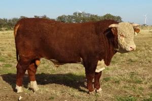 Case Sale Hereford Bull 681