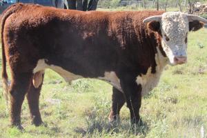 Case Ranch Sale Bull 683