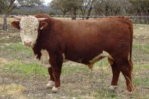 Case Ranch Sale Bull 710