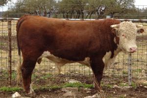 Case Ranch Sale Bull 714
