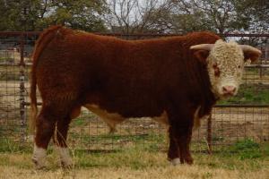 Case Ranch Sale Bull 719